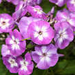 Phlox paniculata 'Laura': Bild 1/3