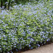 Brunnera macrophylla 'Jack Frost': Bild 10/13