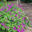 Geranium sanguineum: Bild 8/8