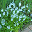 Veronica prostrata 'Blue Sheen' - Kriech-Ehrenpreis