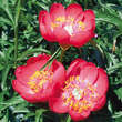 Paeonia peregrina 'Otto Fröbel': Bild 1/2