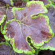 Heucherella 'Solar Eclipse': Bild 1/4