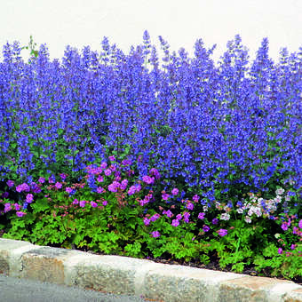 Nepeta faassenii 'Six Hills Giant'