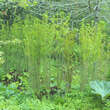 Osmunda regalis: Bild 3/5