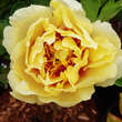 Paeonia Intersec. 'Lemon Dream': Bild 2/4