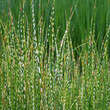 Scirpus tabernaemontani 'Zebrinus': Bild 2/2