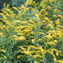 Solidago sphacelata 'Golden Fleece' - Goldrute