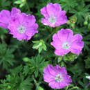 Geranium sanguineum 'Max Frei' - Storchschnabel