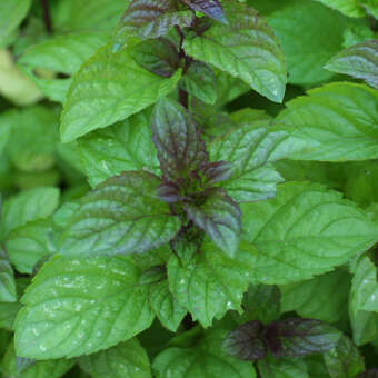 Mentha piperita