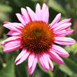 Echinacea purpurea 'Little Magnus': Bild 1/2