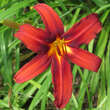 Hemerocallis 'Crimson Pirate': Bild 1/2