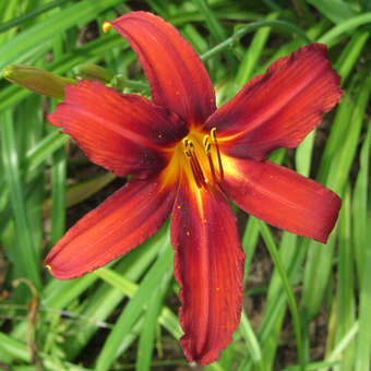 Hemerocallis 'Crimson Pirate'