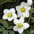 Helleborus niger 'St. Antonia': Bild 1/1