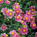 Helianthemum 'Raspberry Ripple' - Sonnenröschen