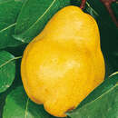Pyrus communis 'Williams Christbirne' - Sommerbirne