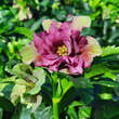 Helleborus orientalis 'Double Crispinus': Bild 3/4