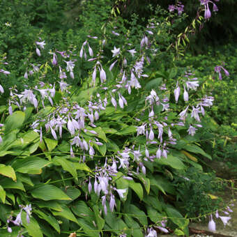 Hosta lancifolia