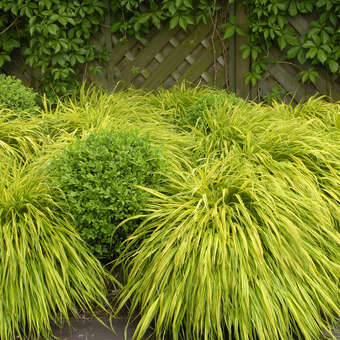 Hakonechloa macra 'Aureola'