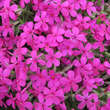 Phlox douglasii 'Crackerjack': Bild 2/4