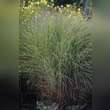 Miscanthus sinensis 'Morning Light': Bild 5/7