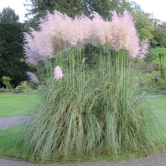 Cortaderia selloana 'Rosea'