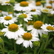 Echinacea purpurea 'Meditation White': Bild 1/4