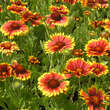 Gaillardia 'Arizona Sun': Bild 9/9