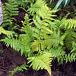 Dryopteris affinis: Bild 3/3