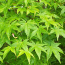 Acer palmatum - Japanischer Fächerahorn