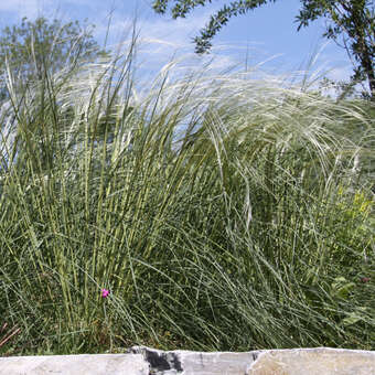 Stipa pennata