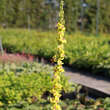 Verbascum nigrum: Bild 3/3