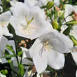 Campanula pers .'Takion White': Bild 2/2