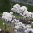 Thalictrum aquilegifolium 'Nimbus White': Bild 2/2