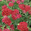 Achillea millefolium 'Red Velvet': Bild 4/4