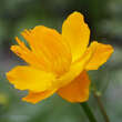 Trollius chinensis 'Golden Queen': Bild 2/3