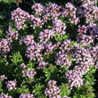 Origanum vulgare 'Compactum': Bild 2/3