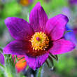 Pulsatilla vulgaris 'Rote Glocke': Bild 3/4