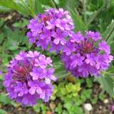 Verbena bonariensis 'Lollipop' - Eisenkraut