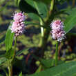 Persicaria amphibia: Bild 1/2