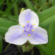 Tradescantia andersoniana 'Osprey': Bild 1/3