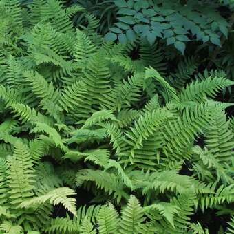 Dryopteris affinis 'Pinderi'