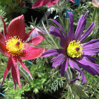 Pulsatilla vulgaris 'Papageno'