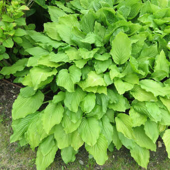 Hosta ventricosa