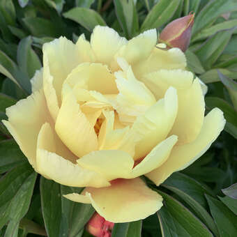 Paeonia Intersec. 'Sonoma Sun'