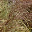 Miscanthus sinensis 'Cabaret': Bild 1/1