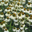 Echinacea purpurea 'Avalanche': Bild 1/3
