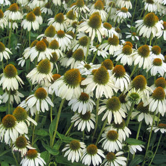 Echinacea purpurea 'Avalanche'