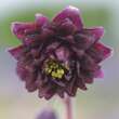 Aquilegia vulgaris 'Black Barlow': Bild 2/4