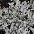 Achillea kolbiana: Bild 1/2