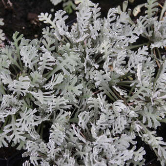 Achillea kolbiana